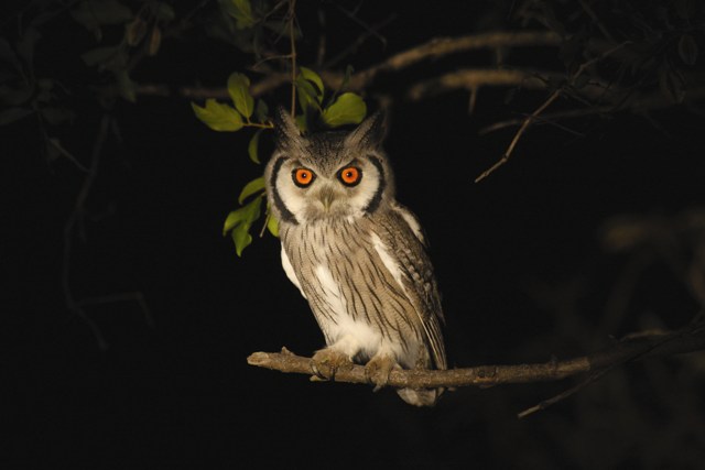 owl 1